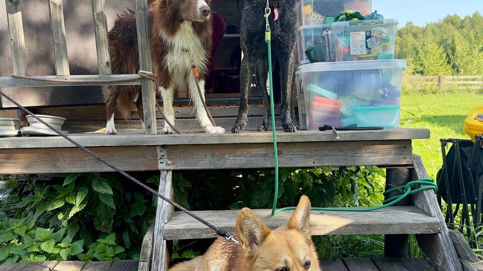 Подъем в 5 утра, пастьба и водные процедуры