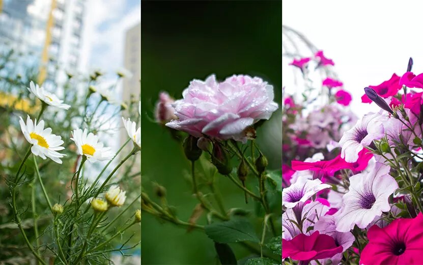    Красиво-о-о: 10 красочных фотографий цветущего Ижевска