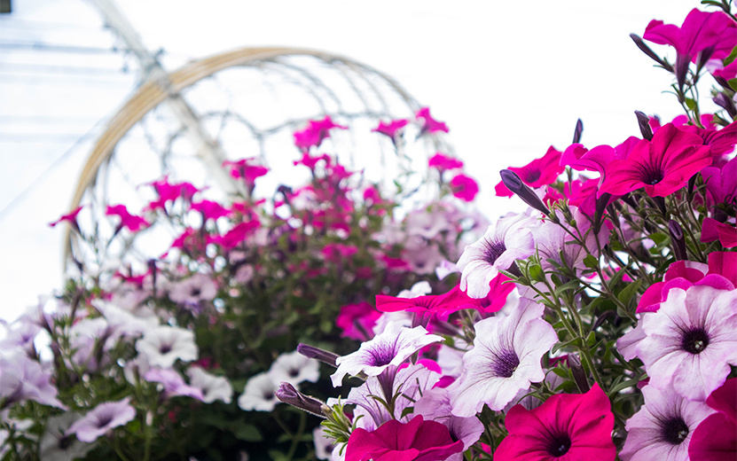  На ул. 10 лет Октября традиционно в арках растет красивая петуния. Фото: Данил Иванов