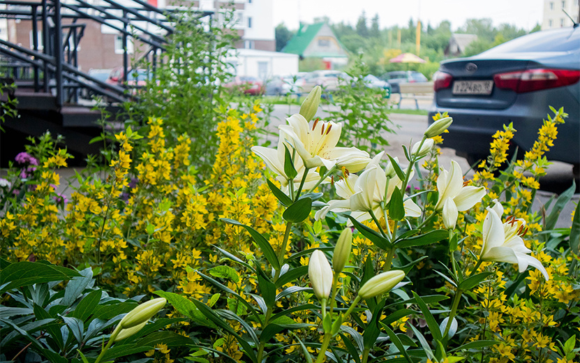  Лилейник можно увидеть на клумбе дома № 83 на ул. Холмогорова. Фото: Данил Иванов