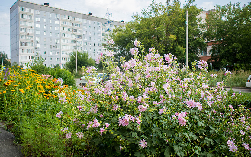  Там же на Холмогорова растет алтей лекарственный. Фото: Данил Иванов