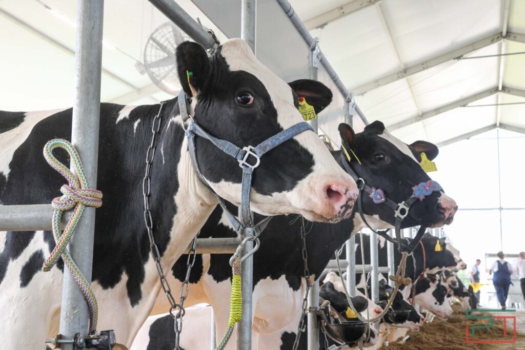 Фото Юлии Бидун и Фариды Якушевой, «РТ»