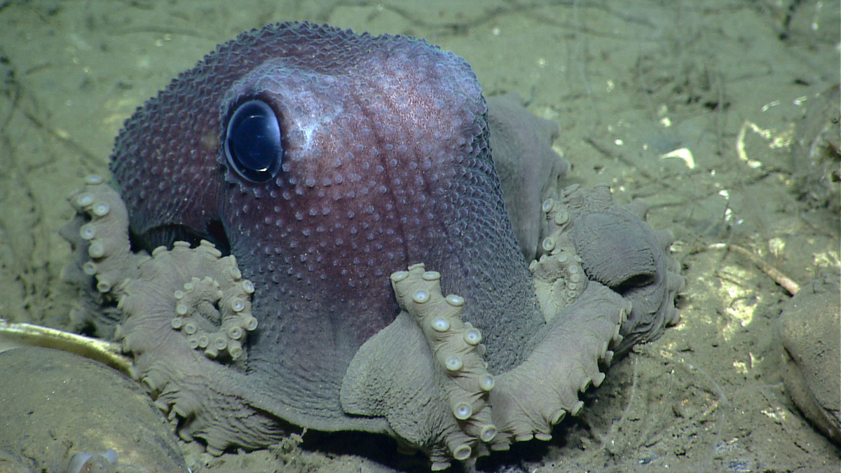 Фото с сайта: https://oceanexplorer.noaa.gov/forfun/octopusfriday/media/ex1302-0523-octo.html