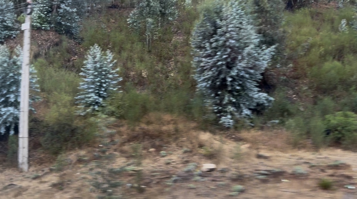 Голубые ели