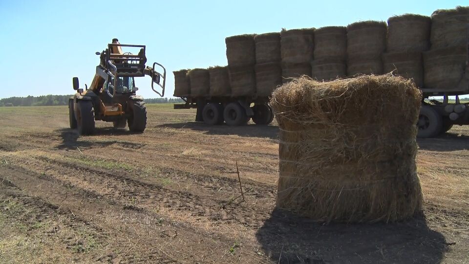    Сено на поле. Сельхозтехника.. Источник: Толк
