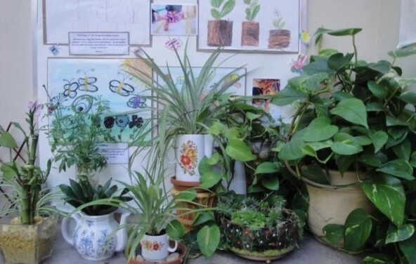 Все помнят школьную полуживую зелень на шкафах и подоконниках