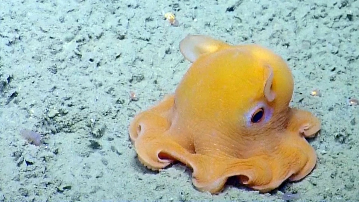 Фото с сайта: https://immunocap.ru/photo/osminog-dambo-foto/3