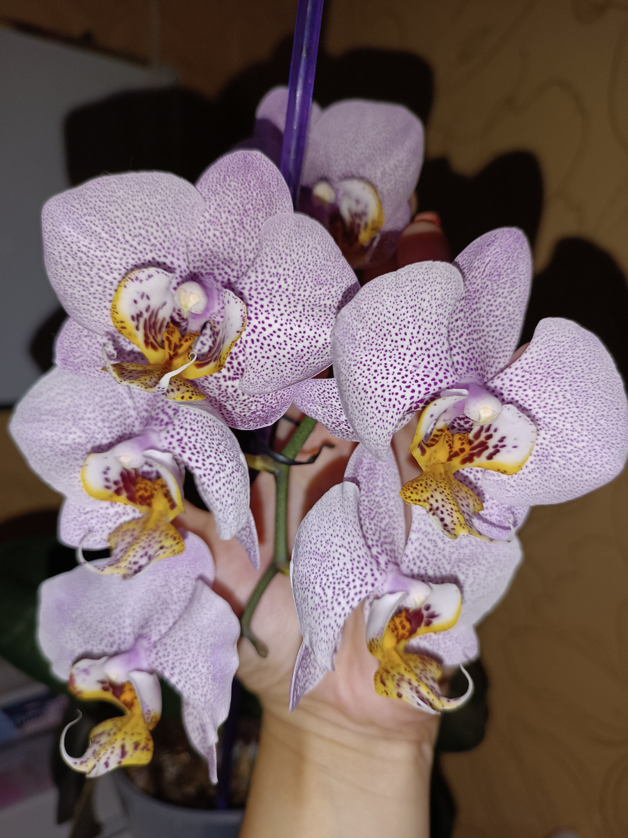 Фаленопсис Манхеттен, архивное фото