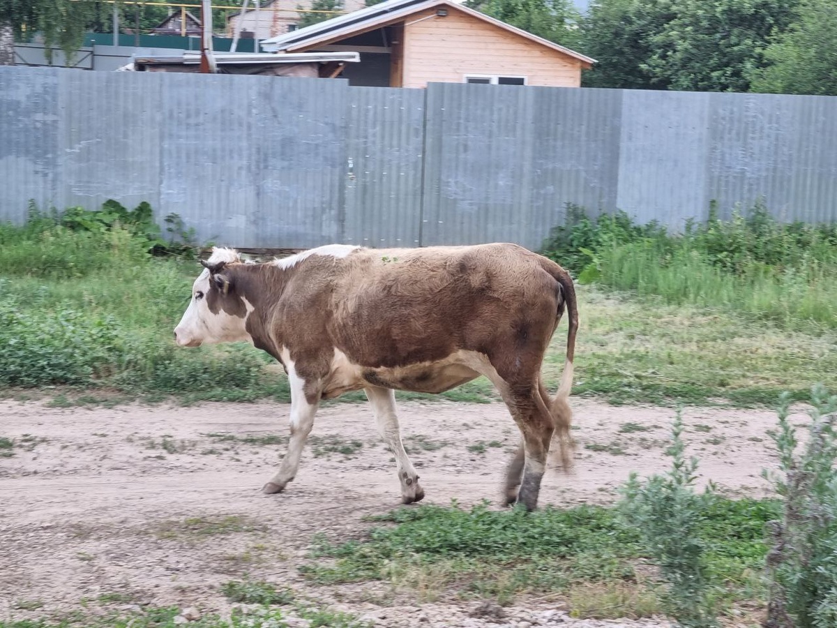    Анастасия Дмитриева