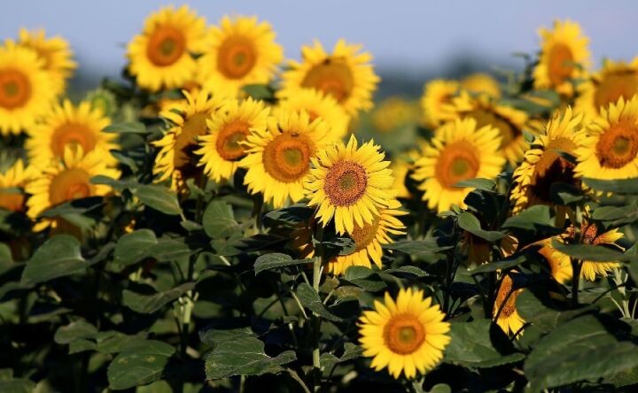 На выходных в Ростовской области установится аномальная жара до +42 °С