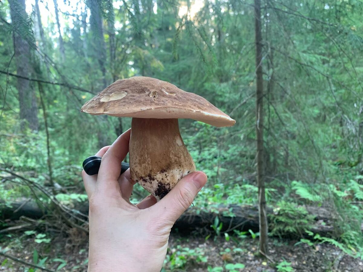 Такой на кастрюльку супа🙂 белый гриб