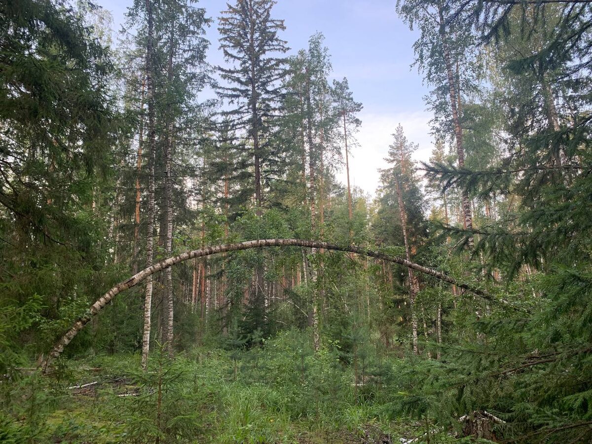 Чудесатое😊