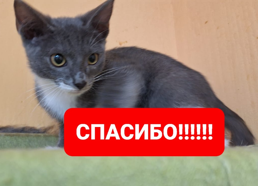 Котик Есенин. Уже готов ехать домой.