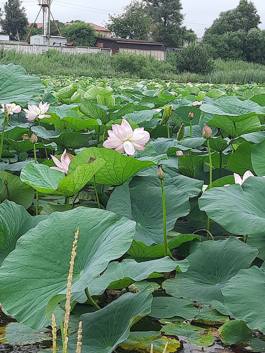 Нежные цветущие кувшинки