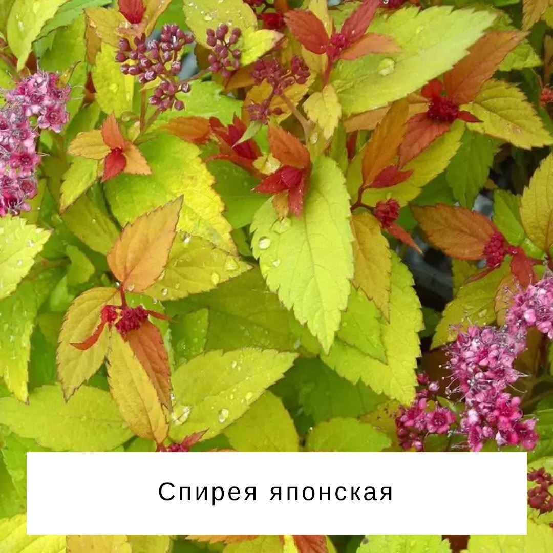 Листайте галерею по стрелке вправо 