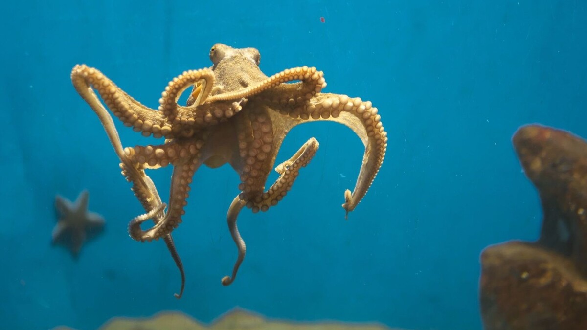 Фото с сайта: https://www.rtbf.be/article/harcelement-dans-la-nature-ces-pieuvres-femelles-jettent-des-objets-sur-les-males-qui-les-importunent-10833387