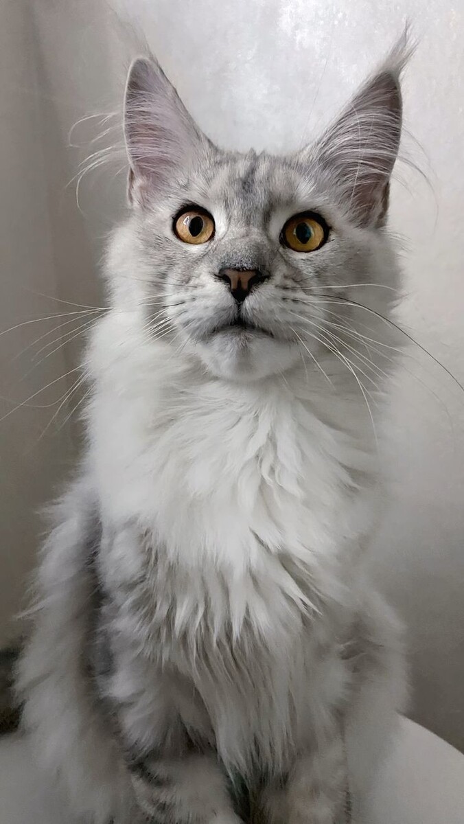 Похожий на моего пациента кот