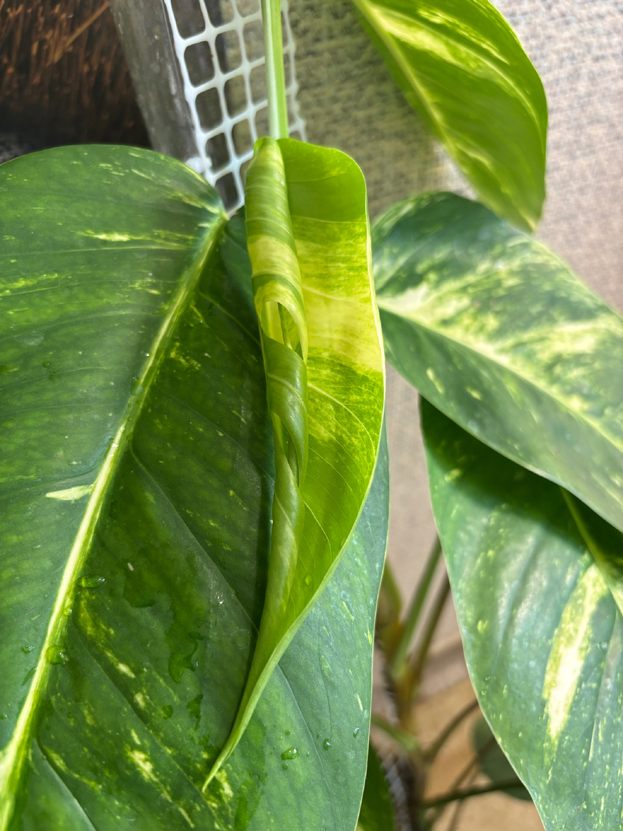 Малыш с дырочками.