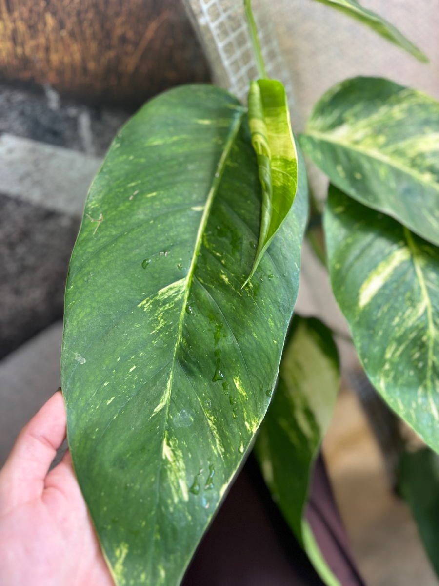 Новый листик на фоне самого большого листа размером в 34 см.