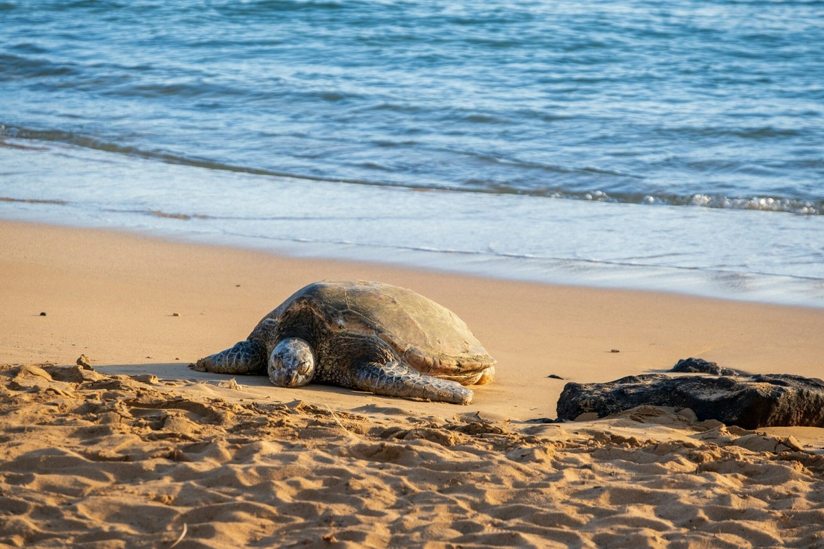 В мире насчитывается порядка 300 видов черепах, всего 7 из которых — морские (6 видов находятся под угрозой исчезновения). Фото: Sylvain Cleymans / Unsplash