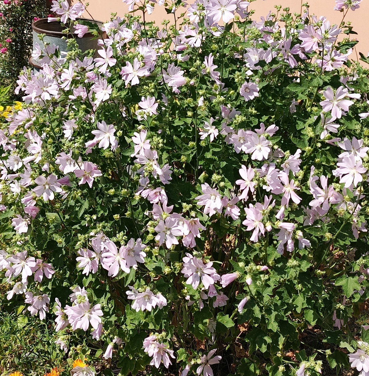 Вот так осыпана цветами моя многолетняя лаватера.