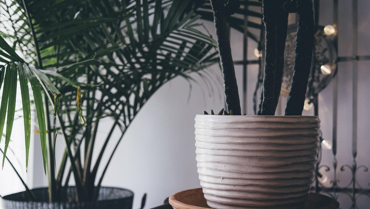     Источник: Pixabay