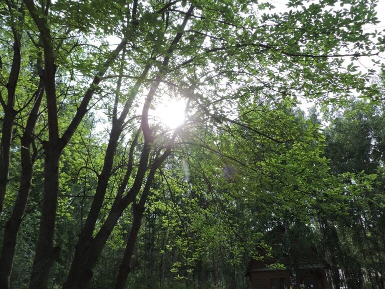    По народным приметам, в День Петра и Павла солнце играет особенными цветами, переливается и искрится, как радуга. Фото из архива редакции.