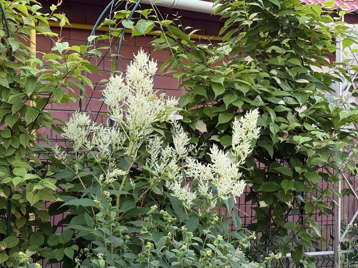 Горец изменчивый. Фото автора канала Дом с кипарисами