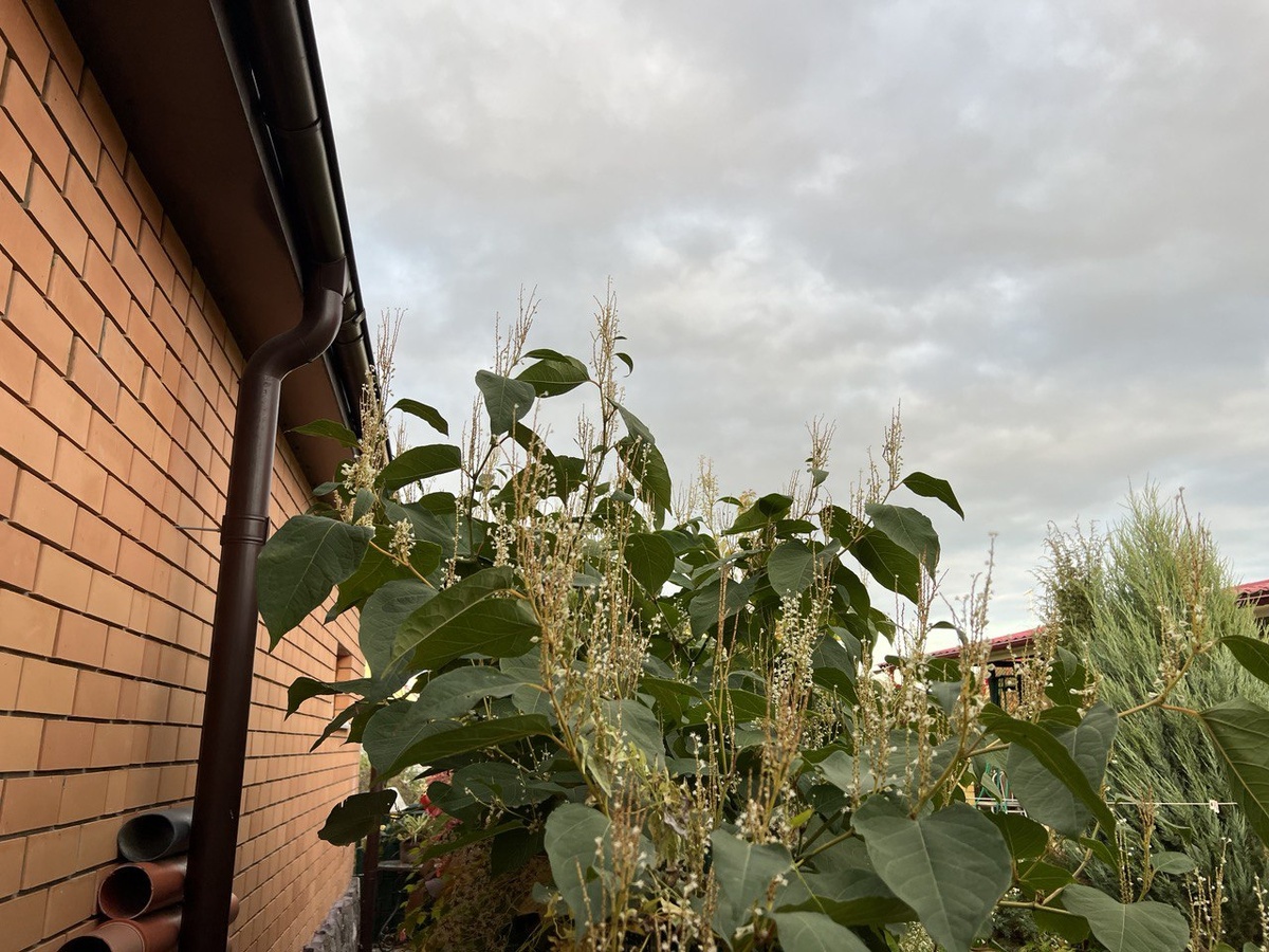 Горец сахалинский, растет у моей соседки. Фото автора канала Дом с кипарисами