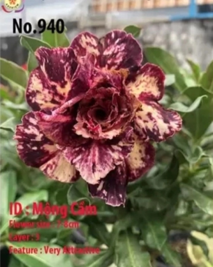 Вот пример семян Saigon. Это значит, что данные семена были сняты с сорта Mong Cam (ох уж эти их названия!),  и это всё,  что о них известно