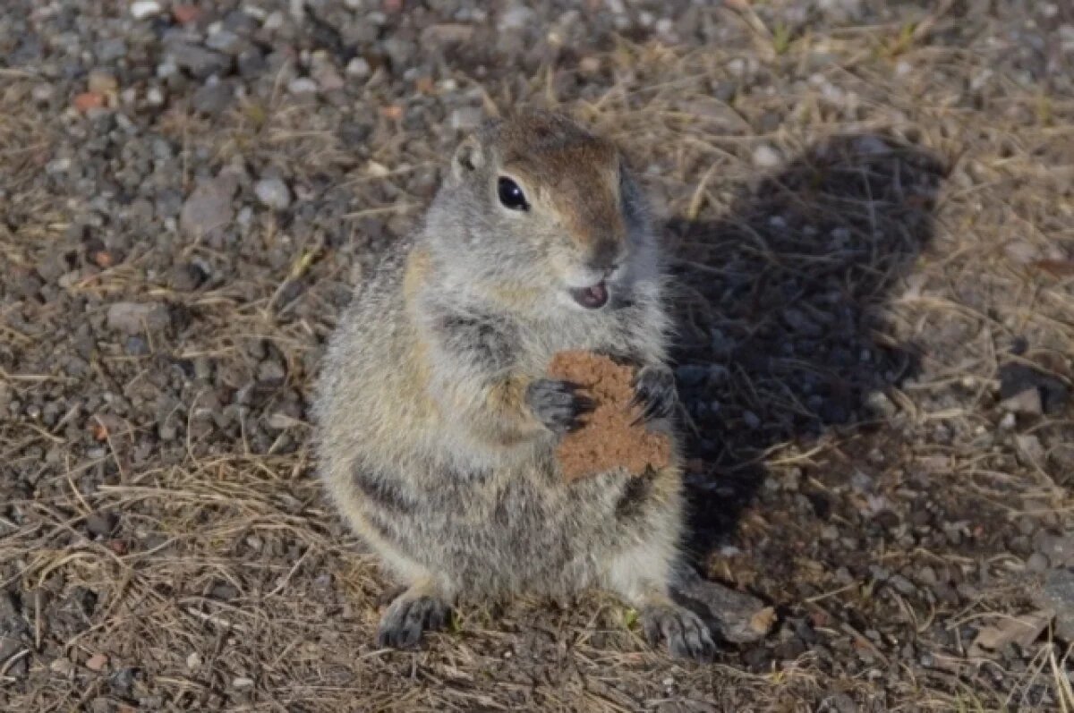    Любовь туристов к евражкам на Камчатке становится причиной смерти животных