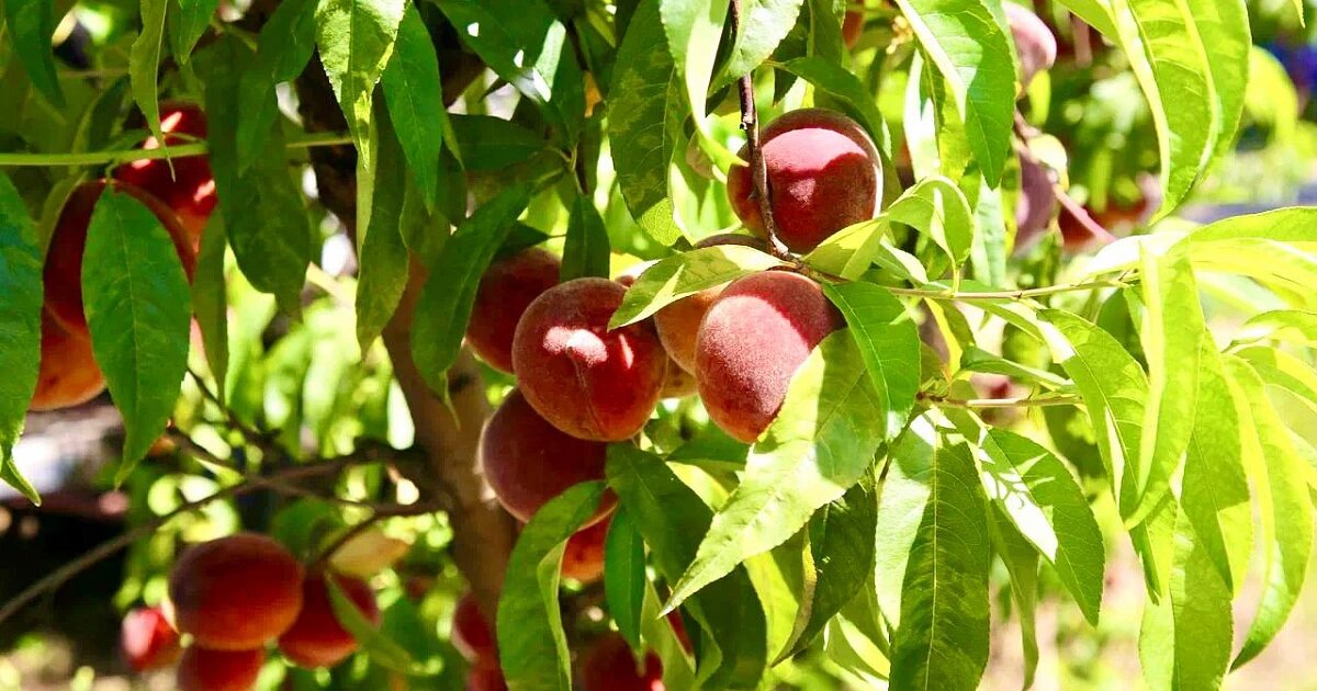 Фото: Алексей Богодистов