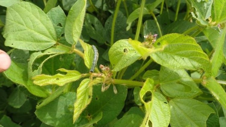    Фото: Отдел по защите растений филиала ФГБУ «Россельхозцентр» по Амурской области