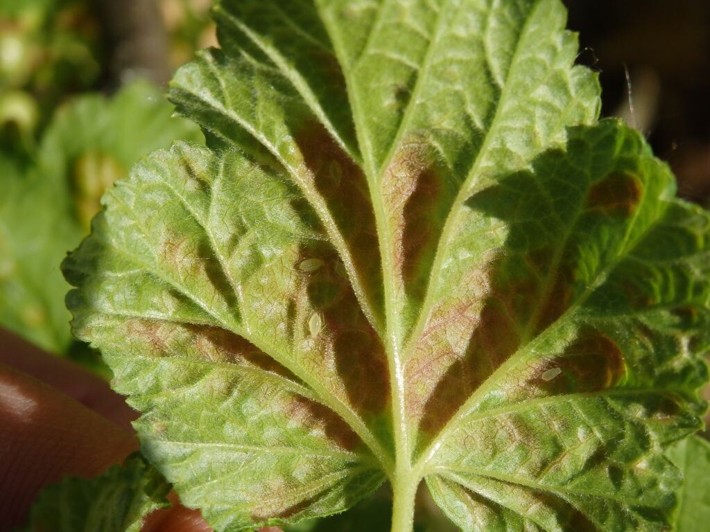  Оборотная сторона листа