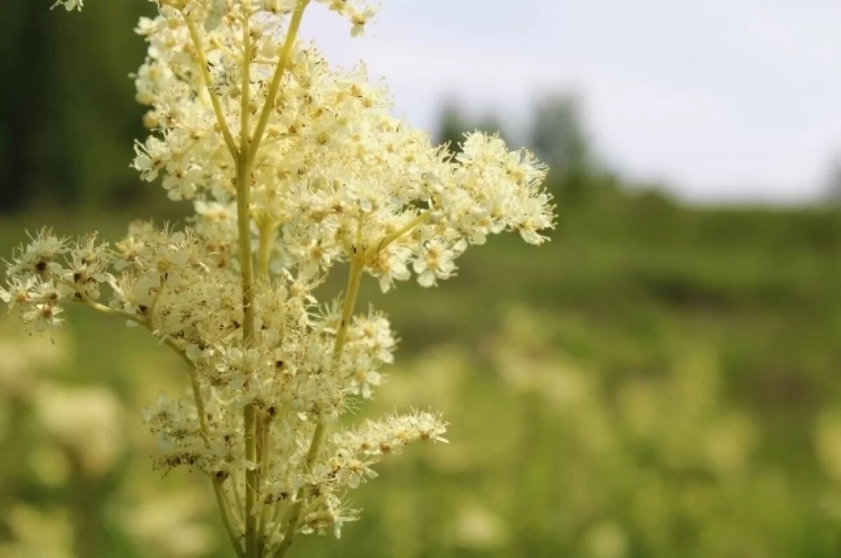    Прохладно, но без дождей будет на Среднем Урале в выходные