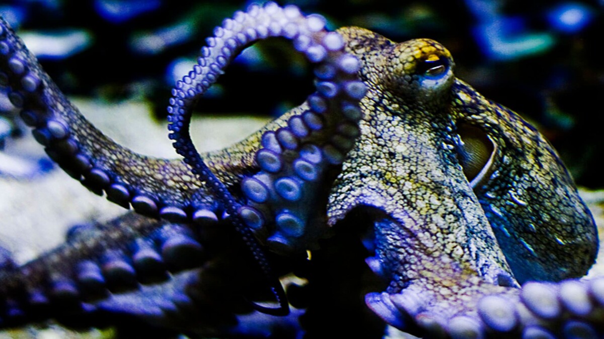 Фото с сайта: https://wallpaperbat.com/octopus-wallpapers