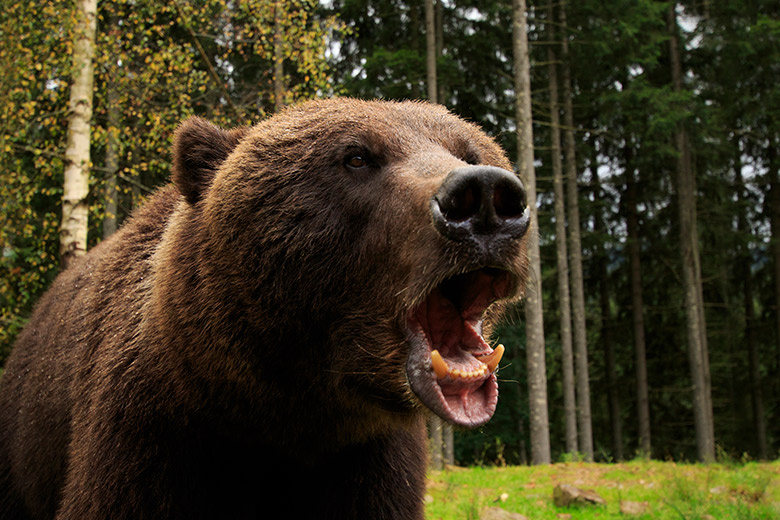    Shutterstock/FOTODOM