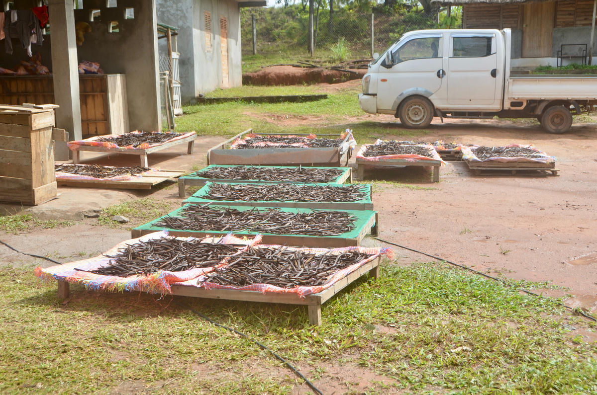 2. Ферментации очень мешает дождливая и пасмурная погода, так как процесс этот напрямую связан с солнцем. На данном этапе ваниль нужно нагреть, упаковать в теплые одеяла и сложить в деревянный ящик (кессон) отдыхать. И так каждый день или раз в 2 дня (зависит от солнца).