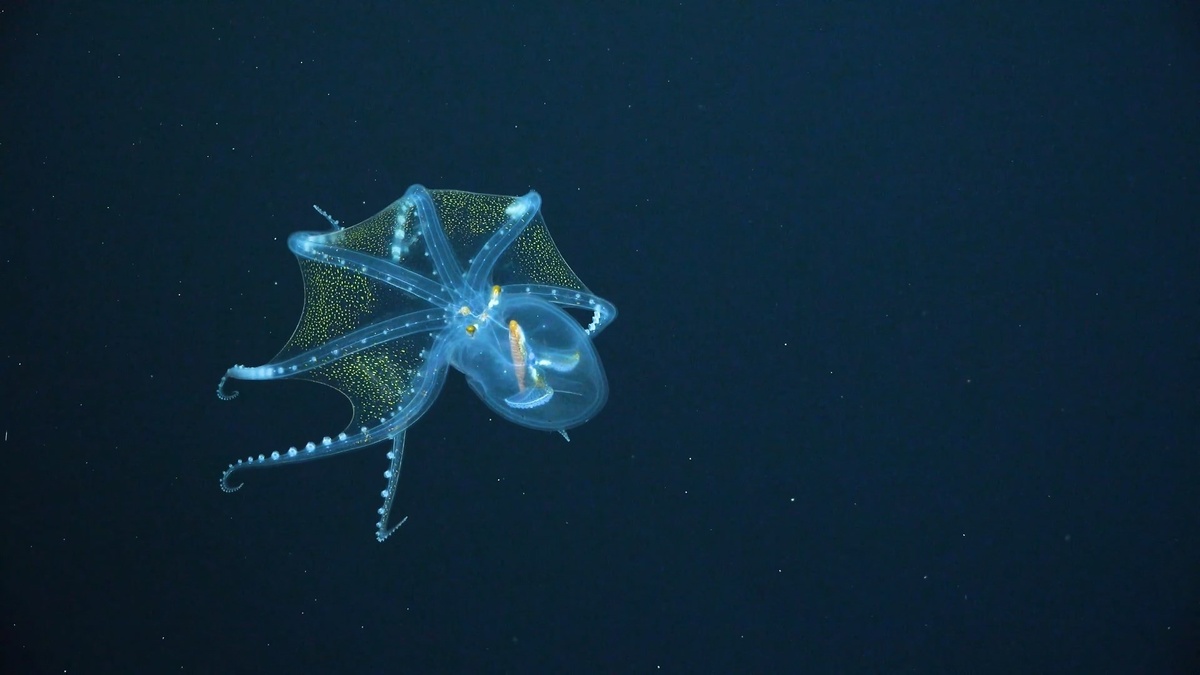 Фото с сайта: https://www.cumhuriyet.com.tr/galeri/okyanusta-nadir-rastlanan-cam-ahtapot-goruntulendi-1851590/5