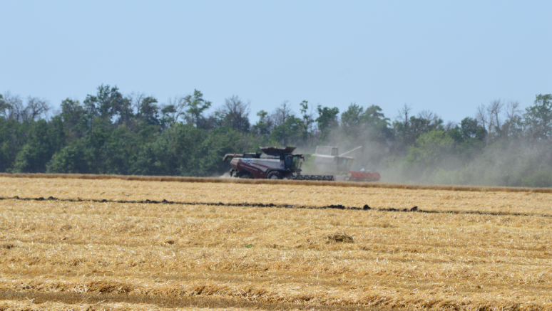 Фото автора.  Лето 2025. Агрофирма. Уборка озимых в самом разгаре.