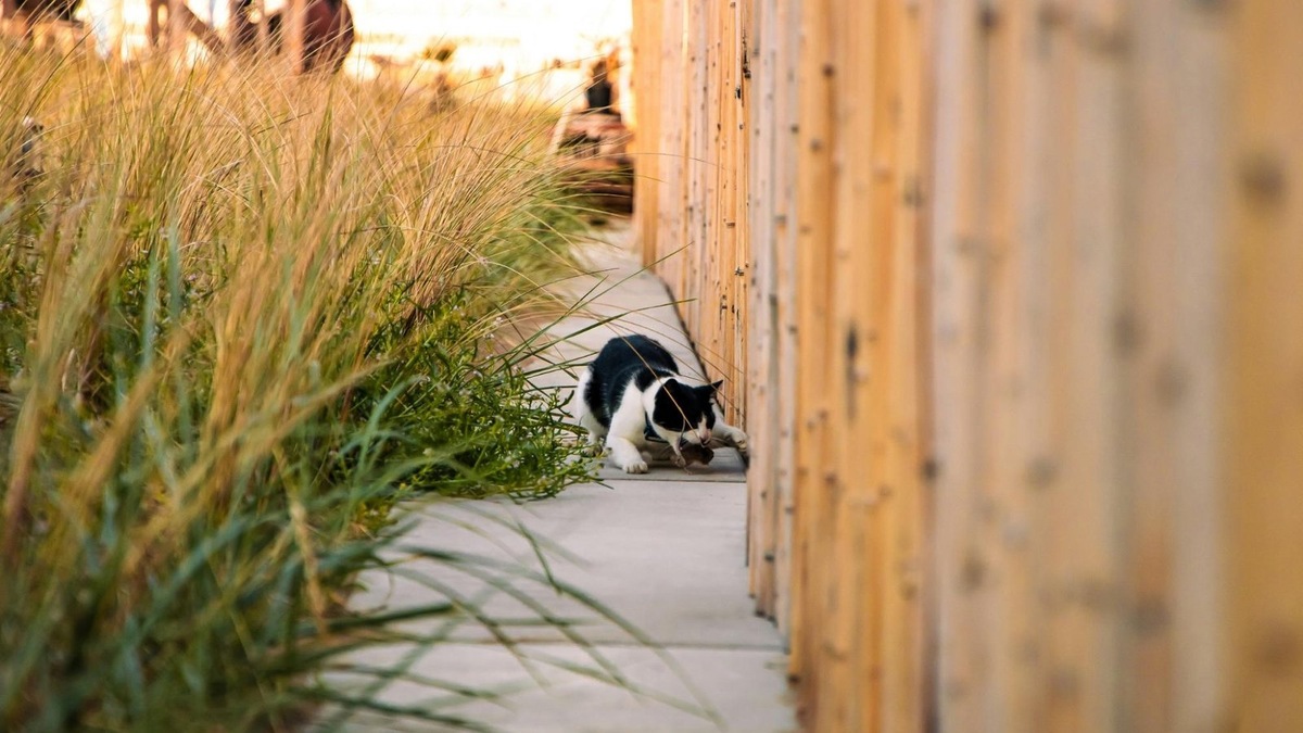    Даже самые ласковые домашние кошки — прирожденные хищники.