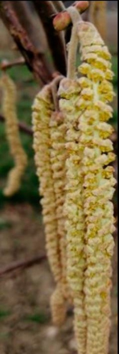     Искусственное опыление фундука опрыскиванием пыльцой для увеличения урожая качественных орехов
