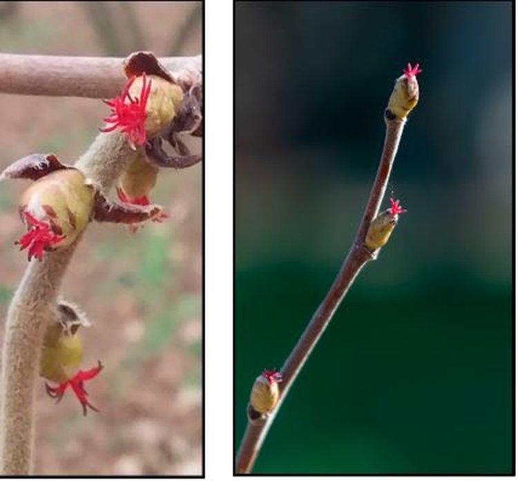     Искусственное опыление фундука опрыскиванием пыльцой для увеличения урожая качественных орехов
