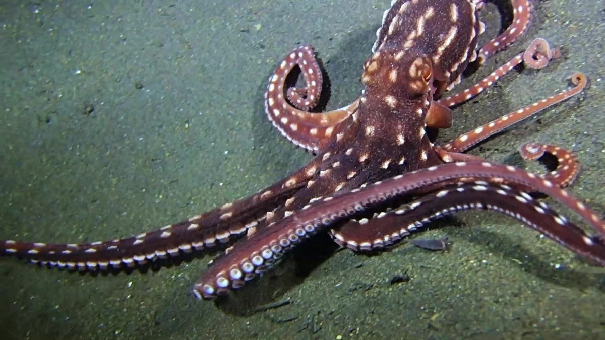 Фото с сайта: https://cool-readers.ru/foto/samka-osminoga