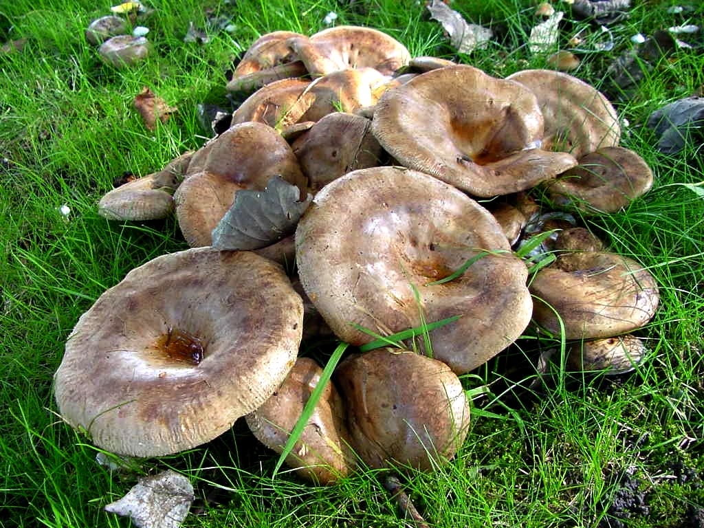 А вы такие берёте? Фото из открытых источников.