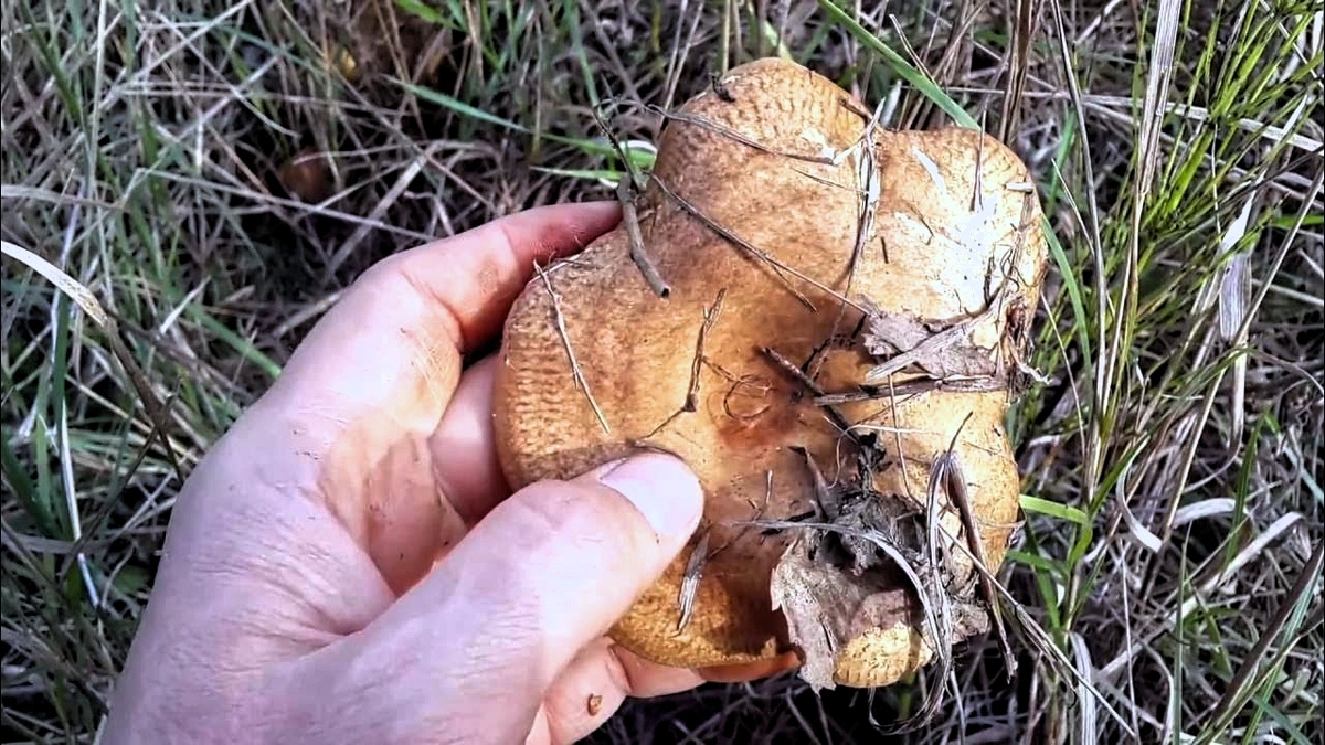 Переросла - такую точно брать не стоит! Фото из открытых источников.