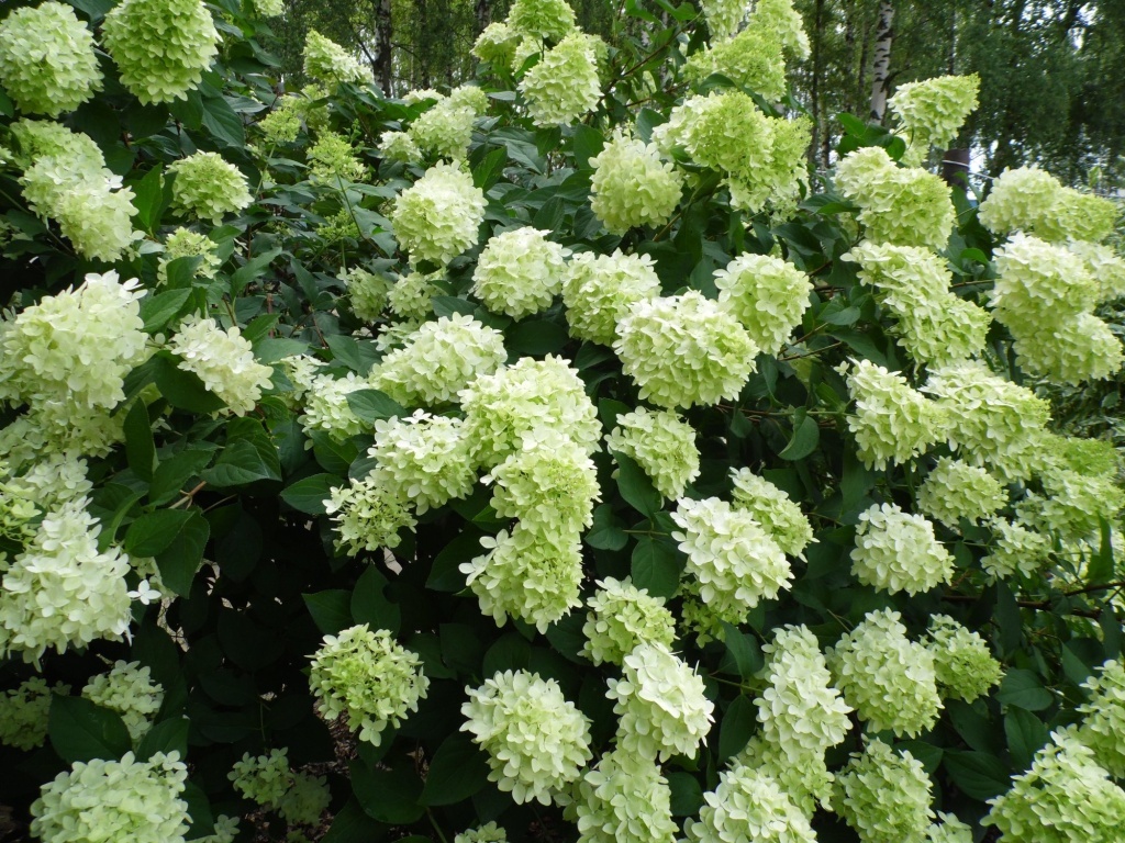  Гортензия метельчатая Magical Candle