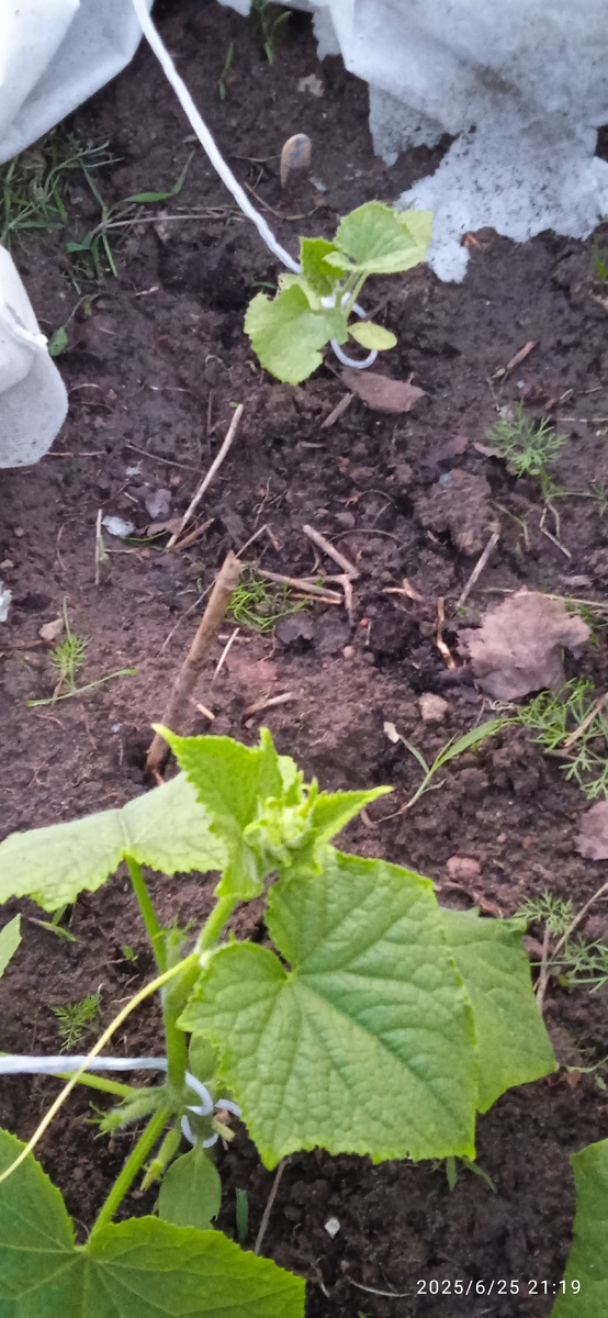 Сибирский букет уже пупырки дал ,а этот в углу сидит как неродной.