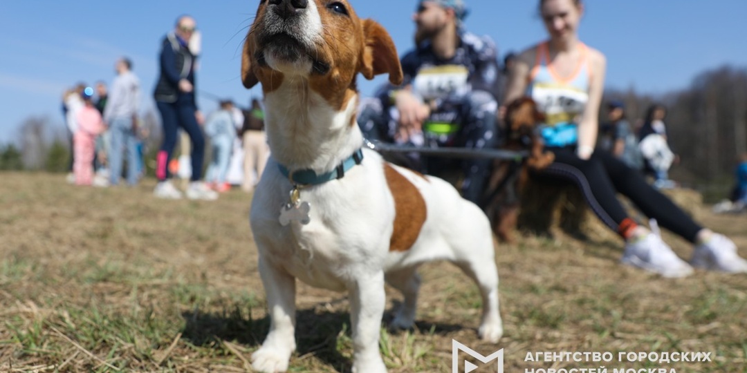 Эксперт Руденко назвал продукты, которые ни в коем случае нельзя давать собакам