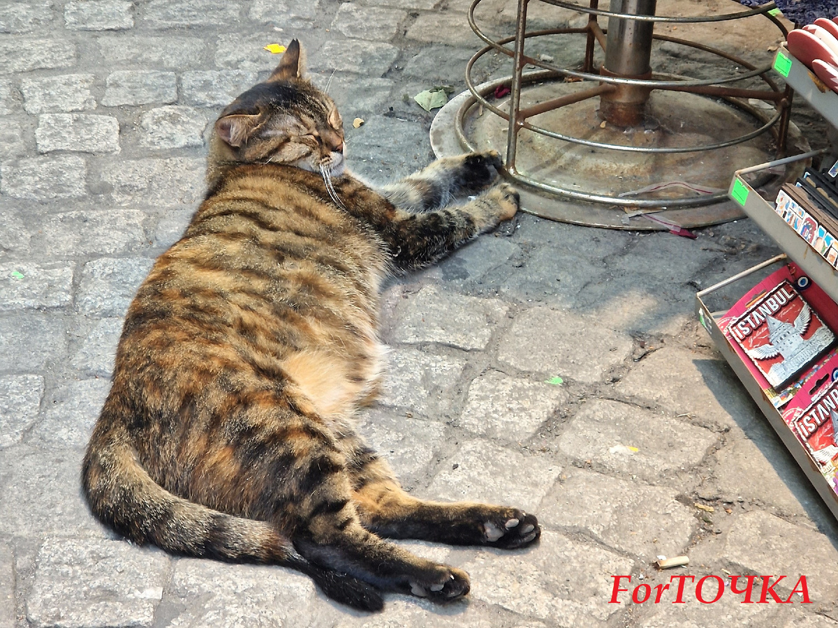 Кото-приложение к сувенирному магазинчику. В спящем режиме